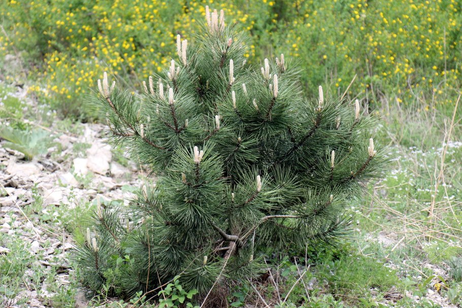 Pinus nigra Aurea
