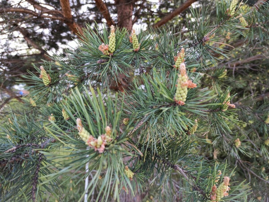 Пиния дерево