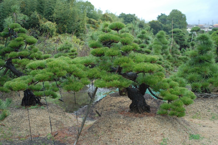 Дерево Pinus pinea