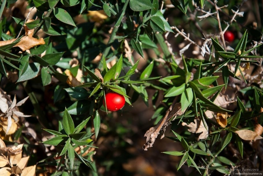 Иглица Понтийская кладодии