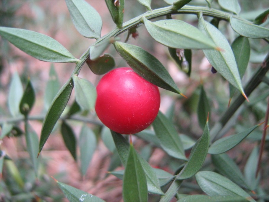 Рускус Эммер