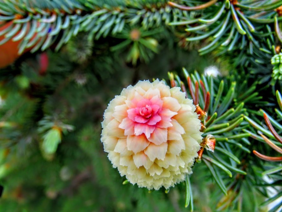 Цветы сосны