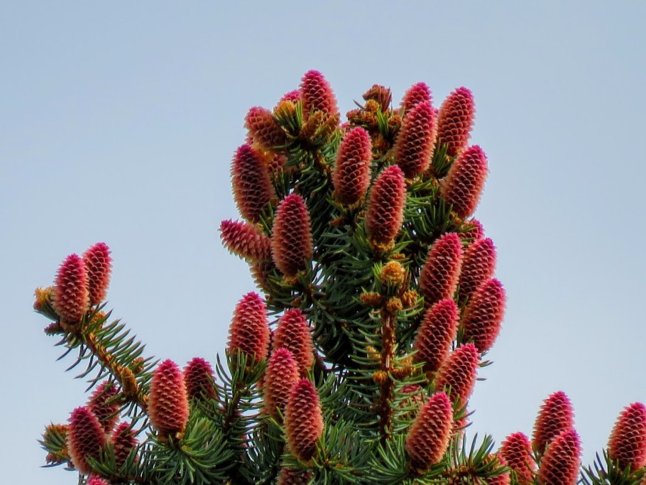 Цветение сосны