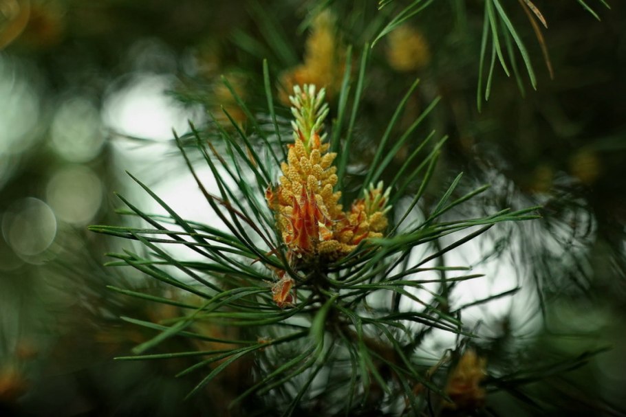 Пихта Сибирская с красными шишками