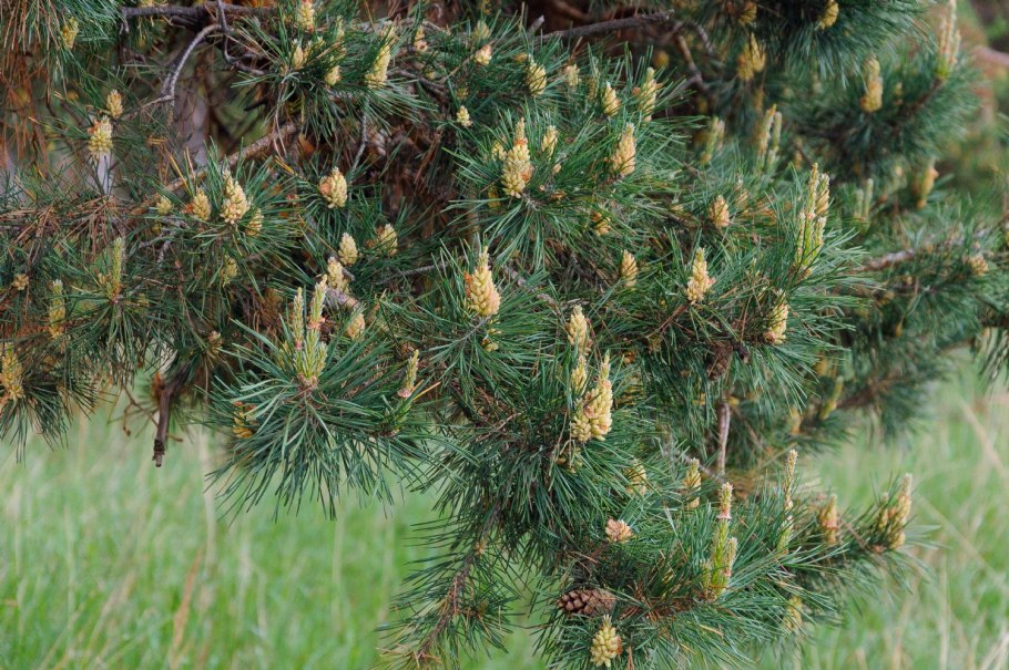 Кедровая хвоя