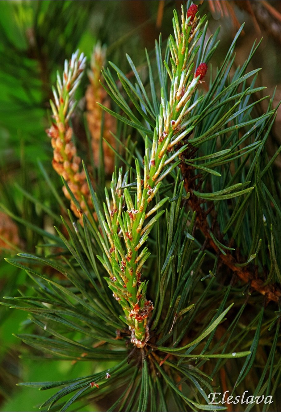 Якутская сосна