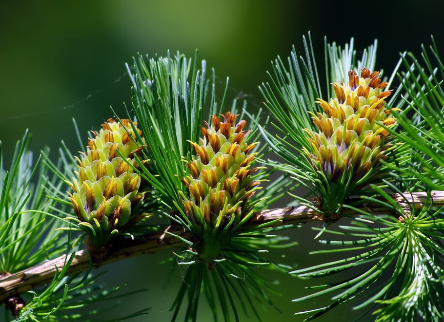 Цветение хвойников