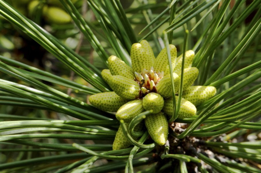 Сосна Колорадо цветет