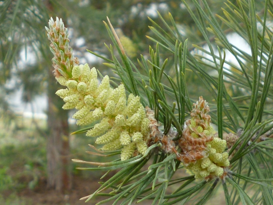 Как цветёт сосна обыкновенная фото