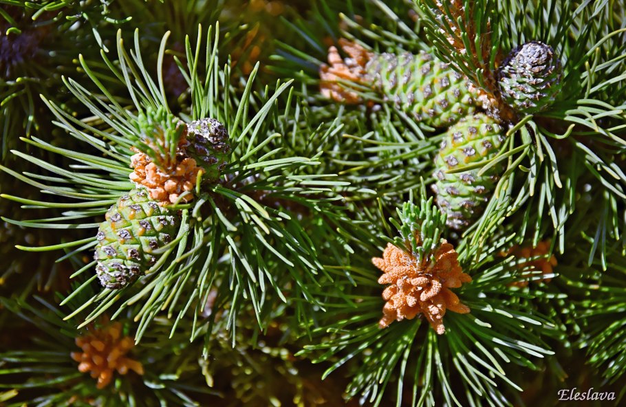 Сосна обыкновенная Якутия