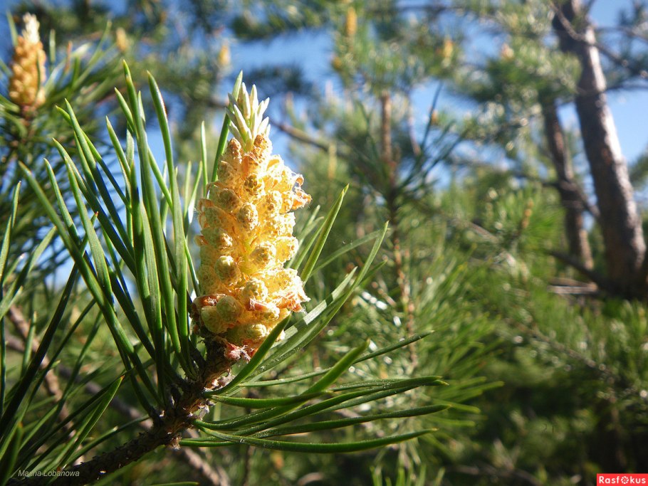 Якутская сосна