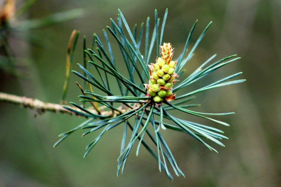 Сосна Веймутова цветет