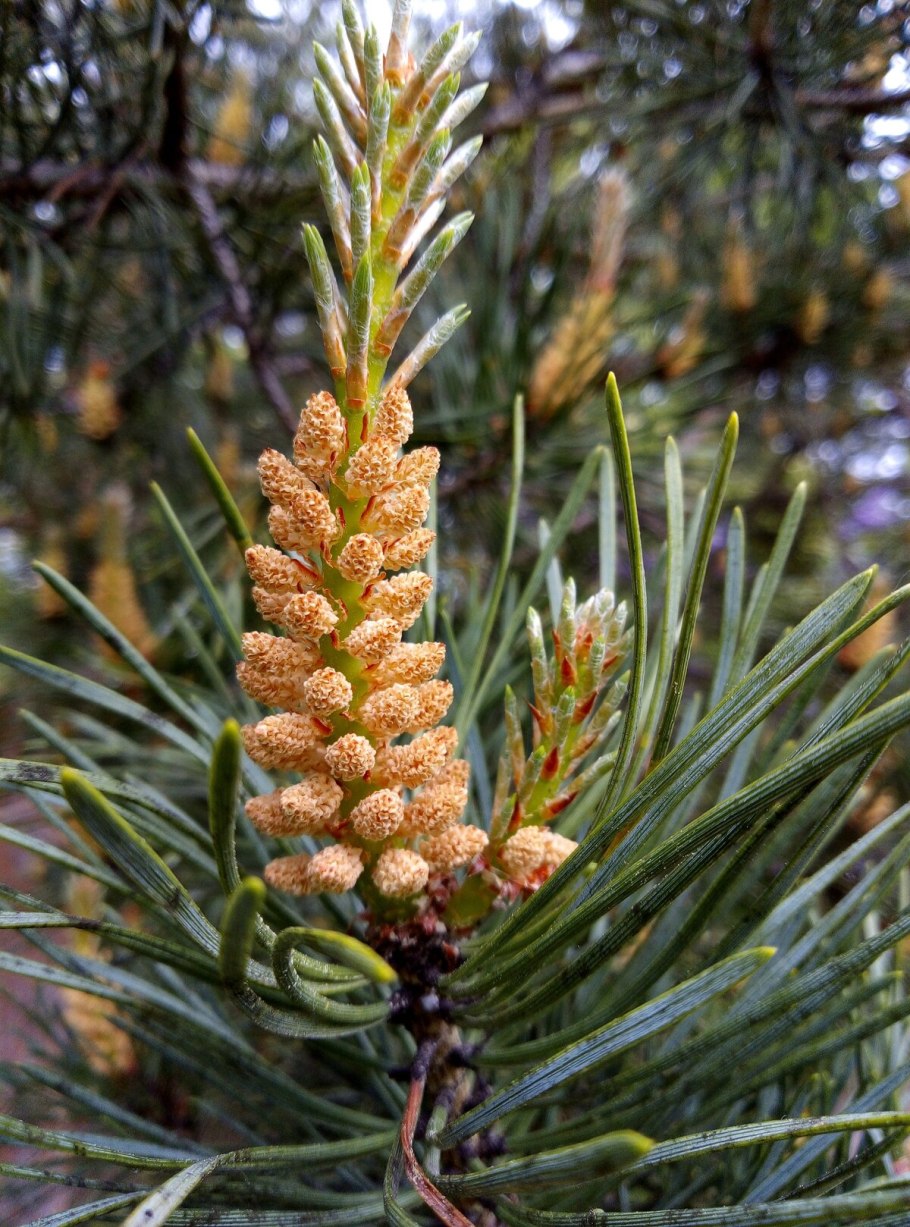 Сосна обыкновенная Альбус