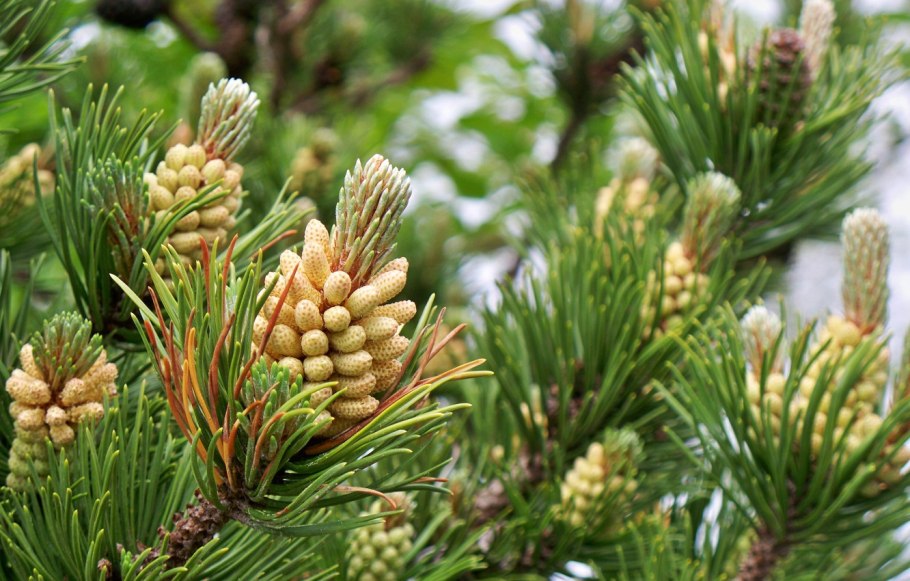 Pinus sylvestris шишки