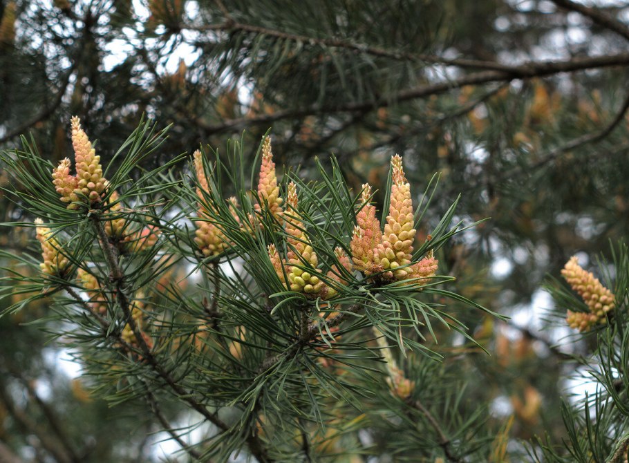 Цветение хвойных