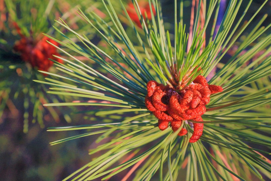 Полярная лиственница цветет