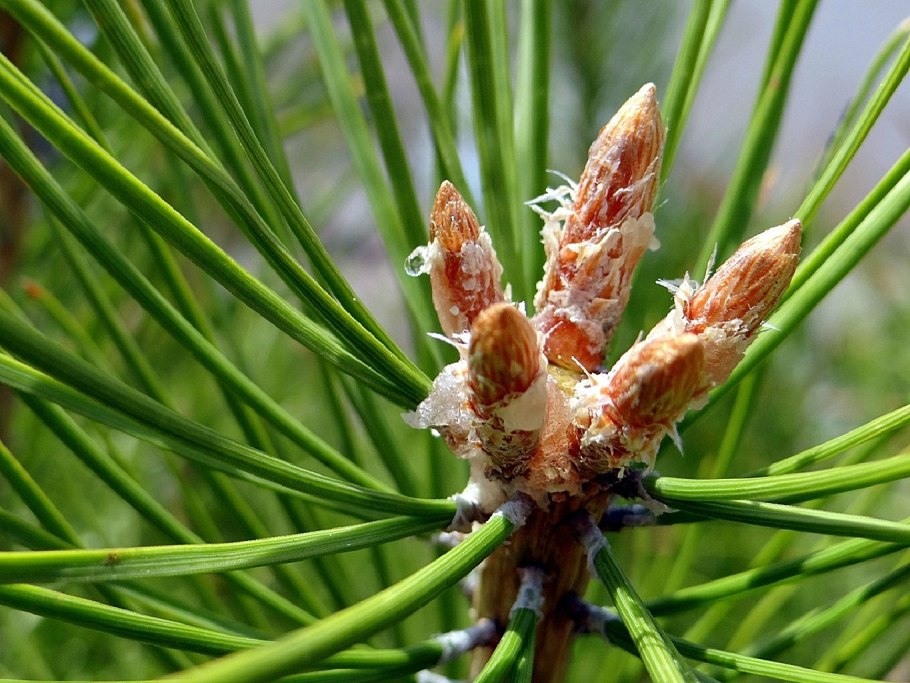 Цветение кедра Сибирского