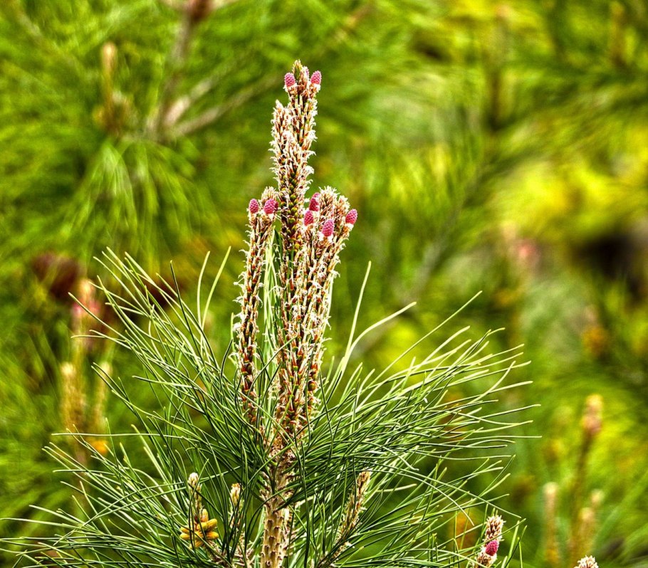 Цветение сосны Приморье