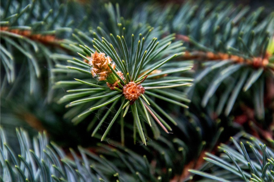 Лиственницаполяреая роза