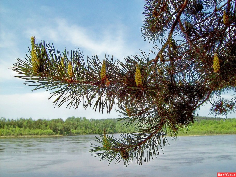 Лиственница цветет