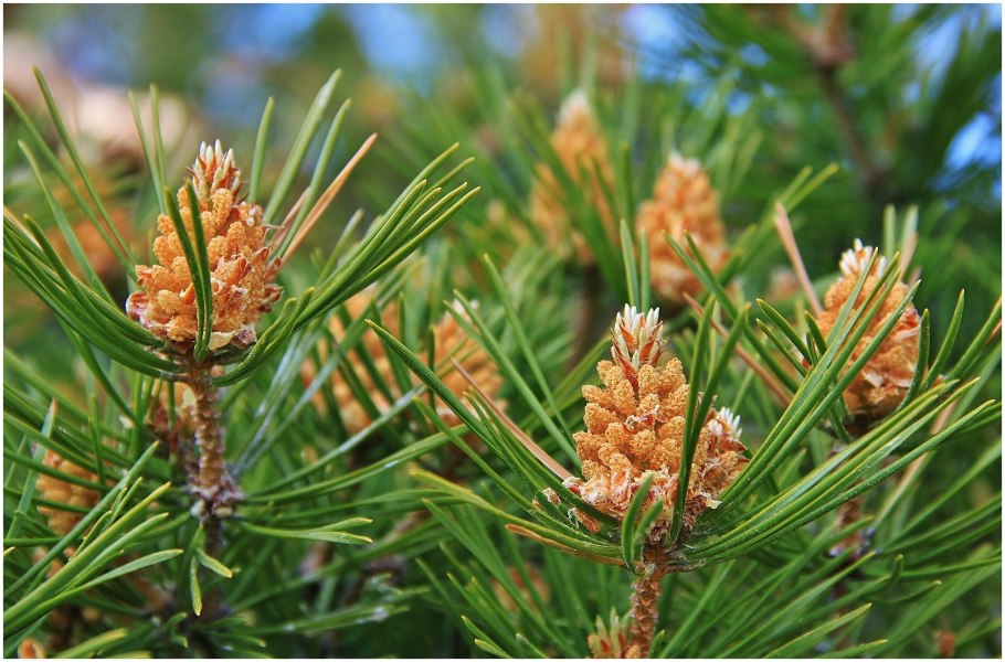 Сосна цветет пыльца