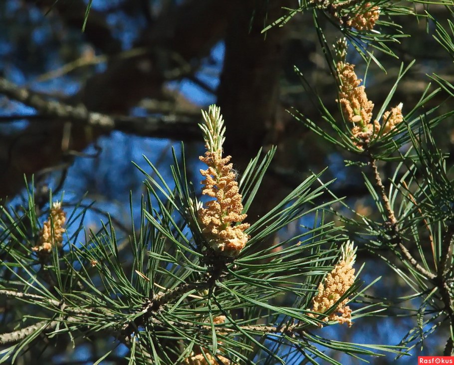 Цветение сосны обыкновенной