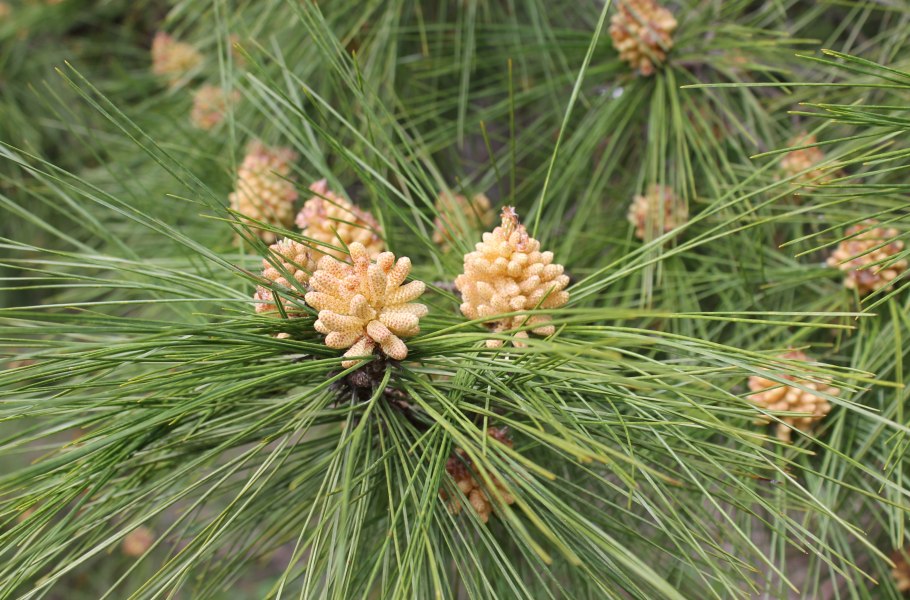 Цветение кедра Сибирского