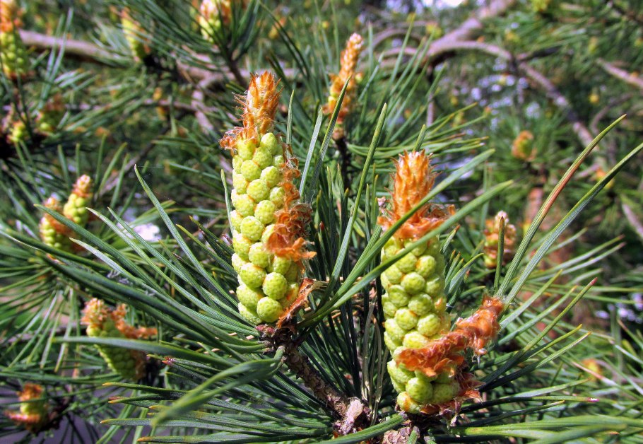 Как цветёт сосна обыкновенная