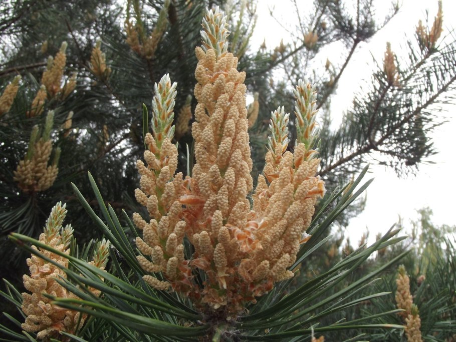 Сосна горная мугус шишки