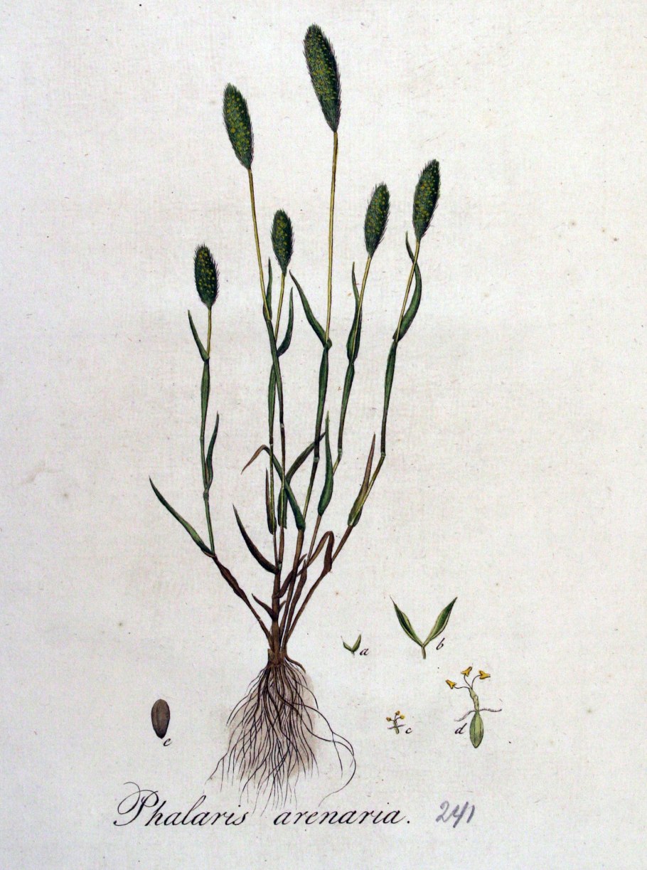 Лисохвост Луговой