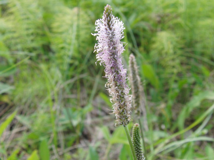 Phleum alpinum link.