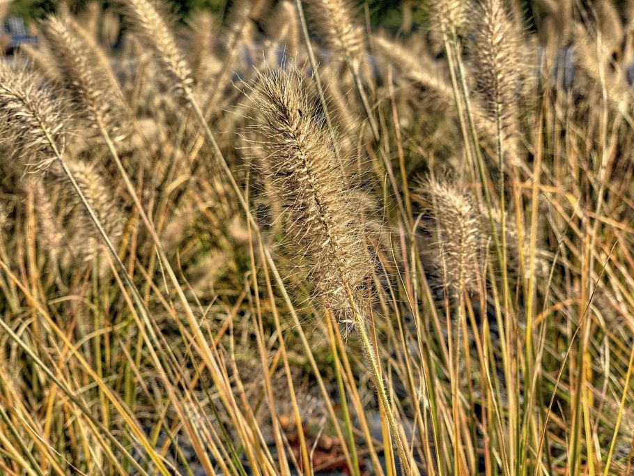 Лисохвост Луговой (Alopecurus pratensis).