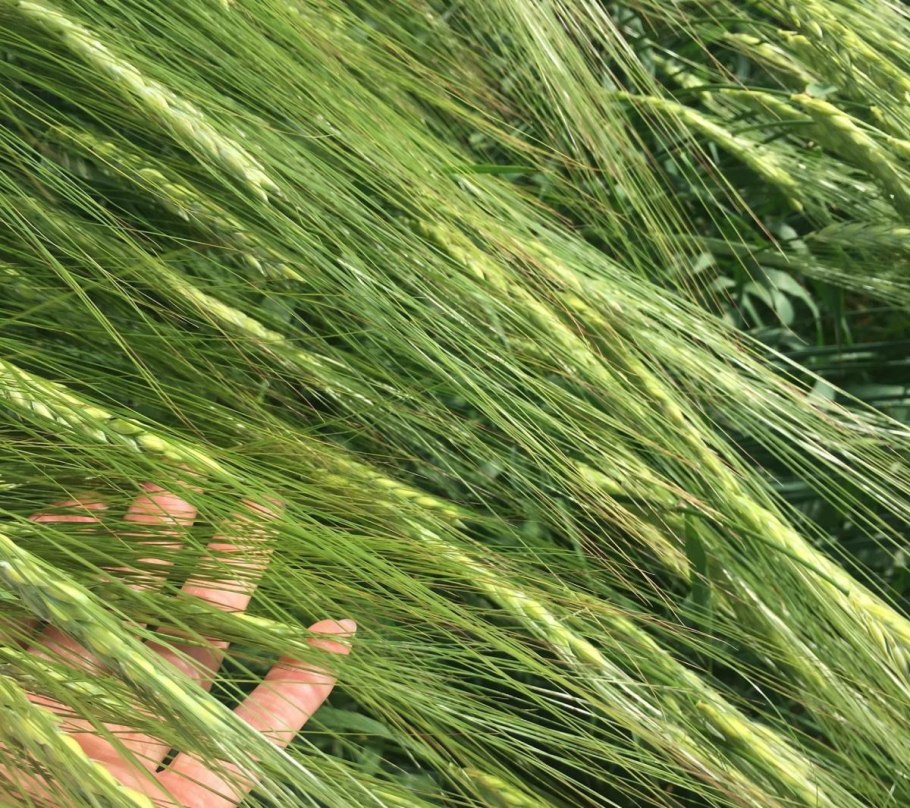 Двухрядный Яровой ячмень