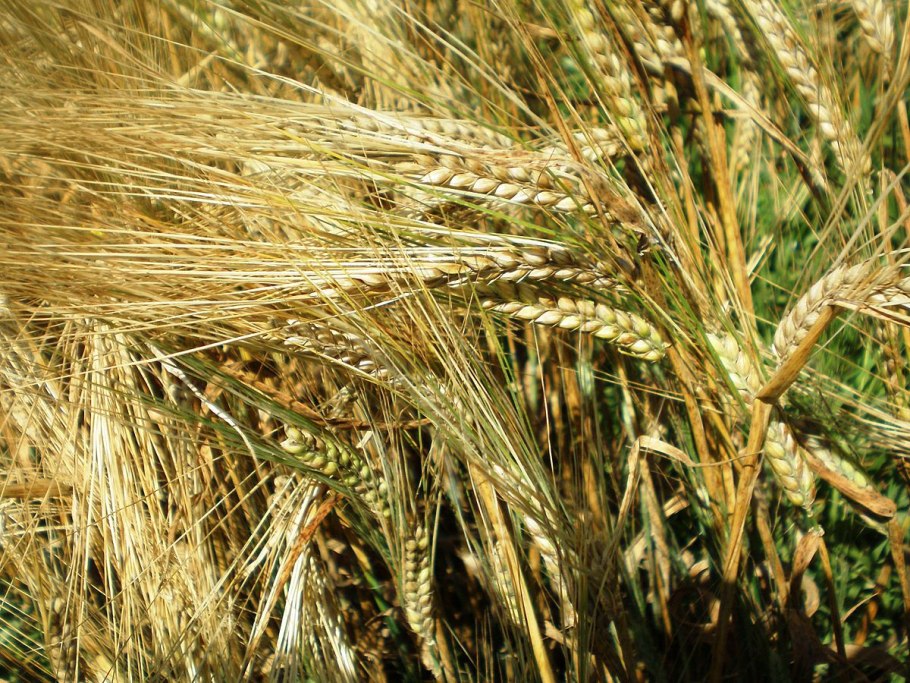 Сырье Triticum vulgare