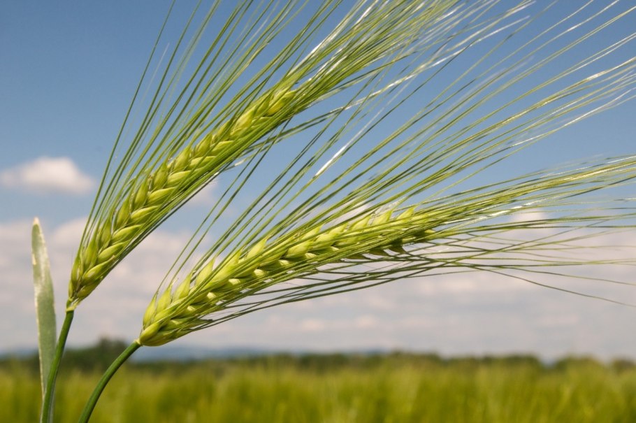 Ячмень (Hordeum l.)