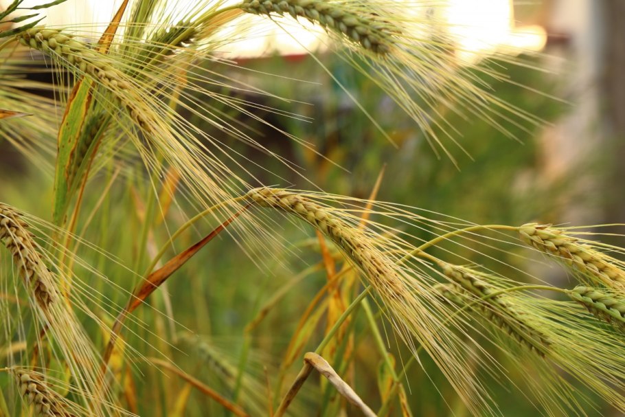 Ячмень тритикале