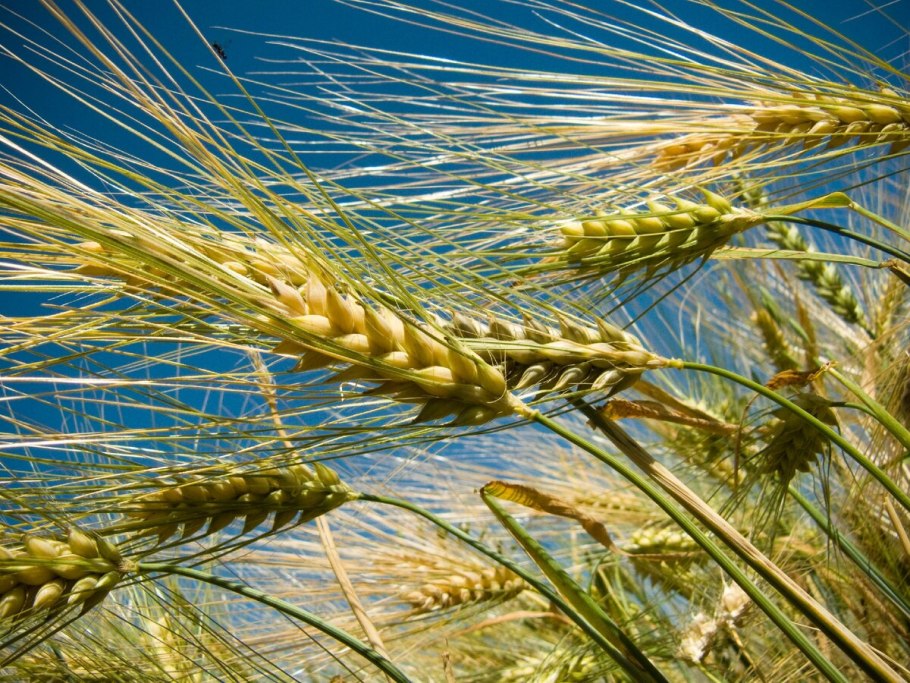 Ячмень (Hordeum l.)