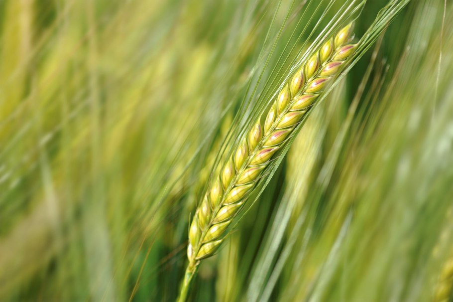 Ячмень Hordeum