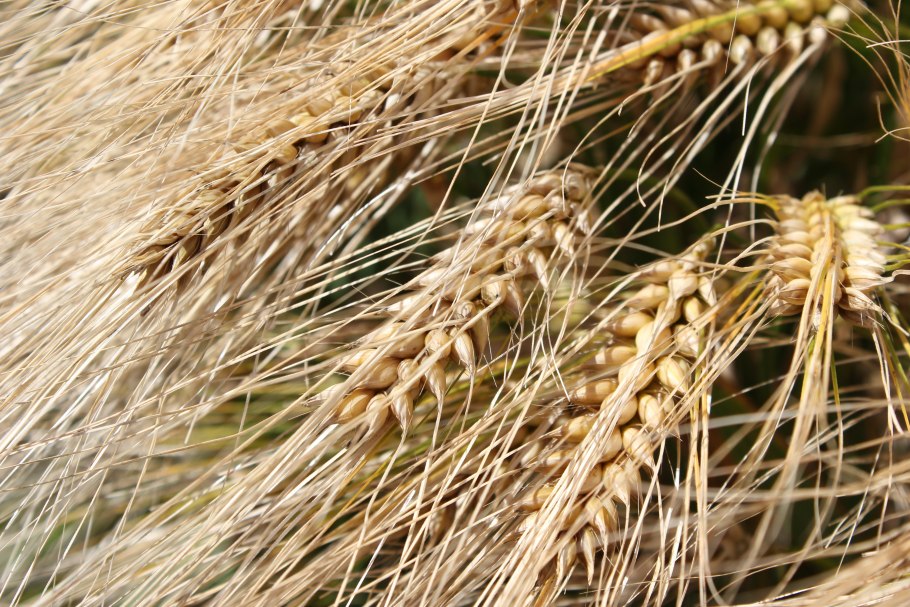 Поле тритикале