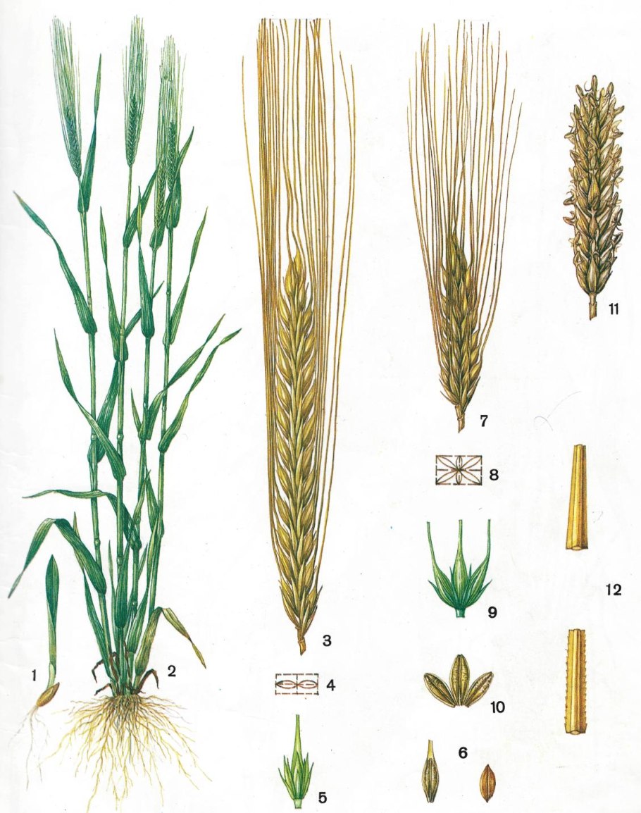 Ячмень (Hordeum l.)