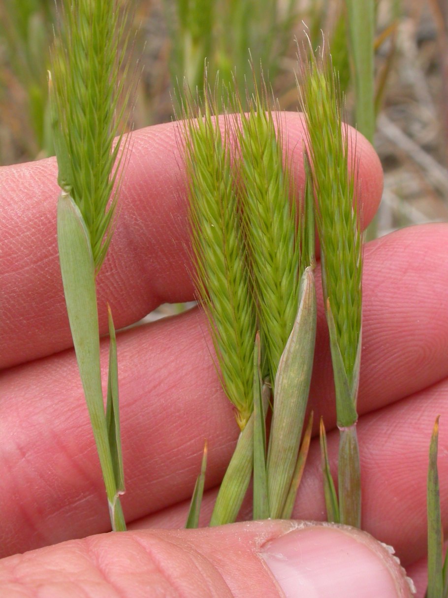Hordeum pusillum