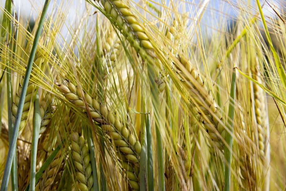 Ячмень Яровой Вереск