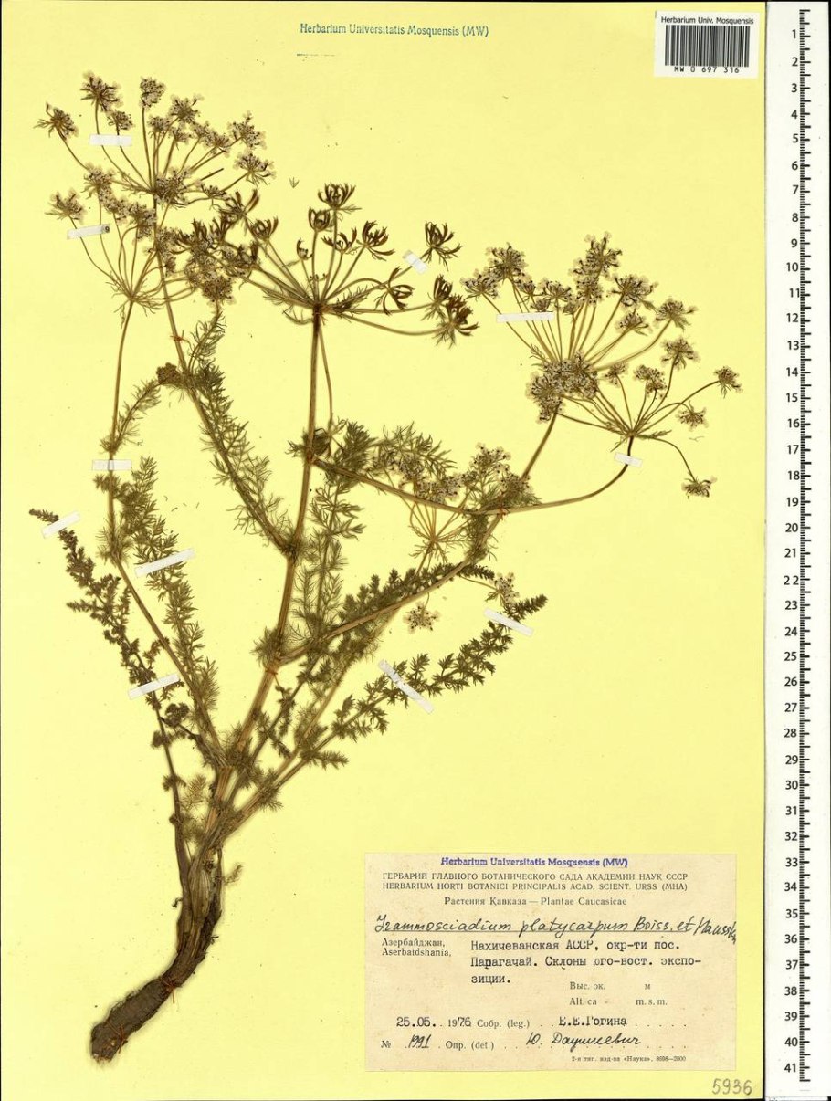 Карподиум уплощенноплодный