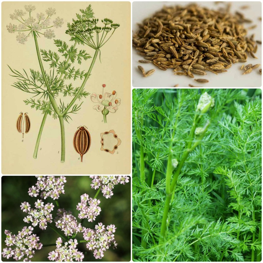 Кумин Зира тмин