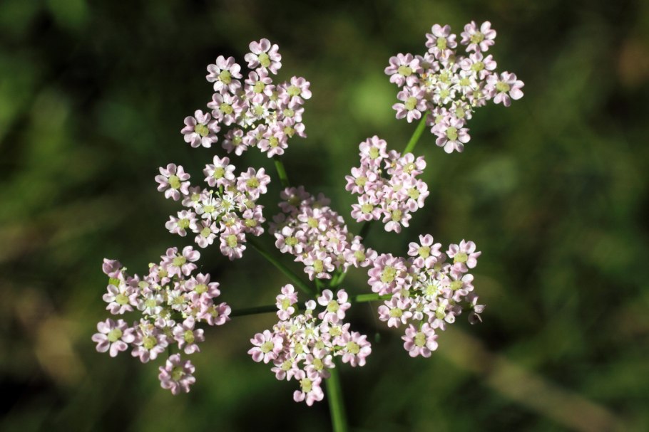 Утюг Rowenta dw5210f1