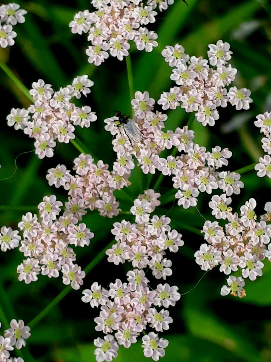 Тмин Луговой