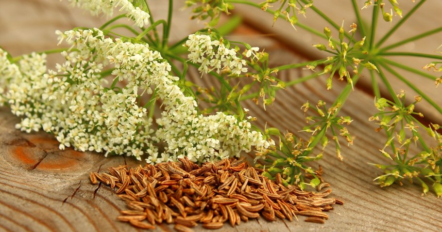 Тмин обыкновенный семена