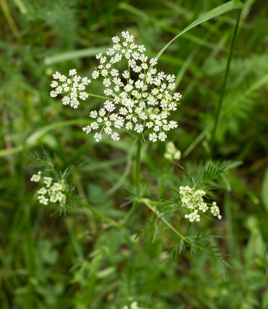 Тмин обыкновенный carum carvi