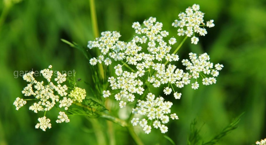 Тмин обыкновенный (Carum Carvi)