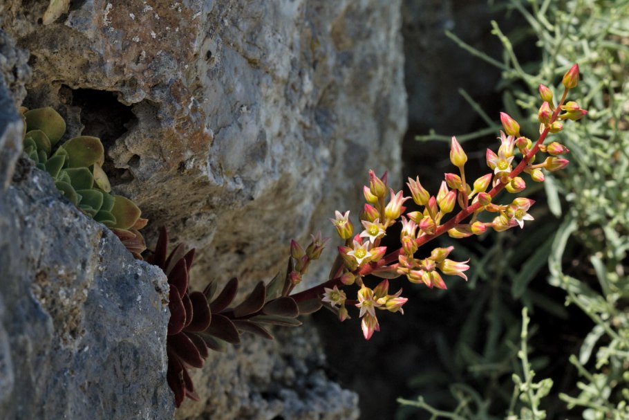 Травы Греции растения